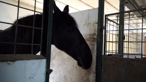 Paard Lobke zakt door bruggetje in Bergse Bos: “We dachten haar kwijt te zijn”