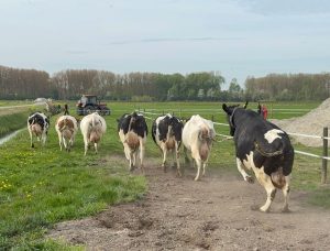 Blije koeien terug in de wei bij Boerderij Het Lansingerland